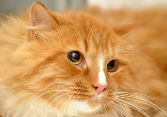 Stray orange tabby cat