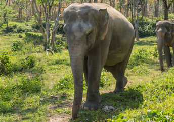 Retired elephants in an animal  sanctuary.