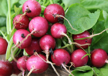 Red globe radishes are very healthy.