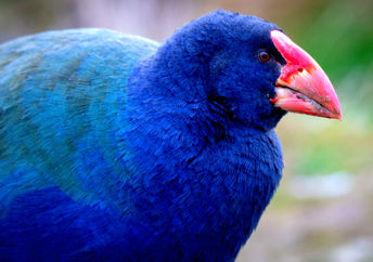 New Zealand Takahe