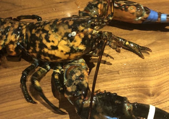 A rare lobster was found at a Red Lobster restaurant.