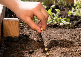 Planting seeds in the garden
