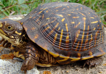 An endangered ornate box turtle.