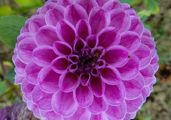 A dahlia flower’s petals display beauty, mathematics, geometry, and perfection.