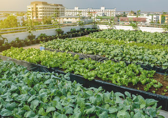 Urban rooftop farm.