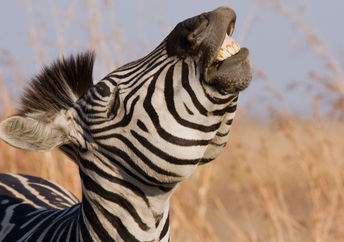 Zebra laughing.