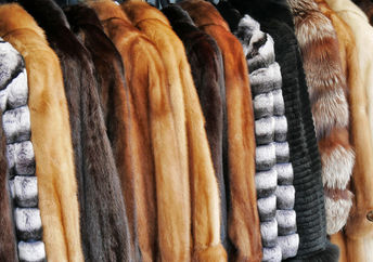 Fur coats hanging in a store.