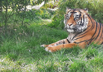 Tiger from Shepreth Wildlife Park after pioneering eye surgery