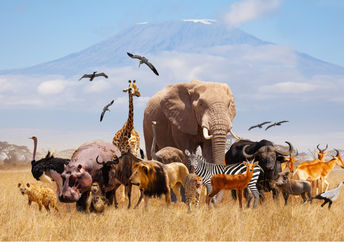 Wild animals in Africa.