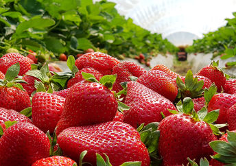 Strawberry fields that are ready for picking.