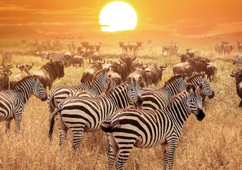 Zebras under an African sunset