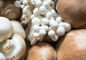 All of these mushroom varieties have health benefits.