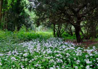 A small urban forest in Utrecht.