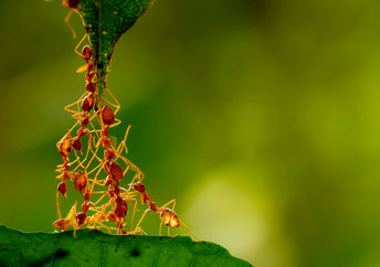 Ants using teamwork to create a bridge