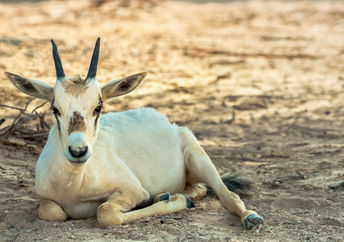 Baby Arabian oryx (Oryx leucoryx) in a nature reserve