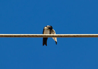 Swallow perched on a wire from the power grid, cleaning its feathers, before migration