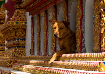 Stray dog in Buddhist temple