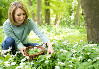 Woman picking wild garlic in woodland