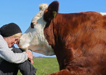 Beautiful communication between a human and a cow at Hof Butenland in Germany