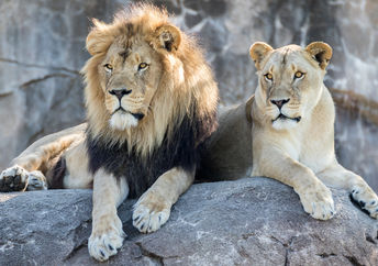 Lions.