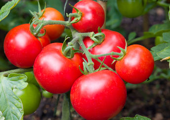 Ripe tomatoes in a garden.