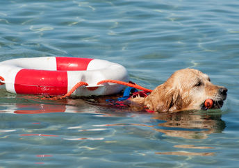 This canine lifeguard helps save lives.