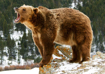 Grizzly bear.