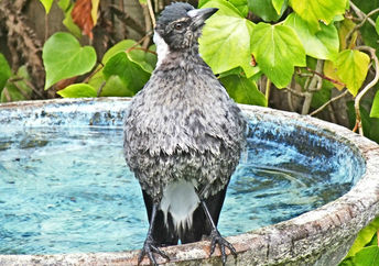 Fledgling Australian magpie having his first bath on a hot summer day