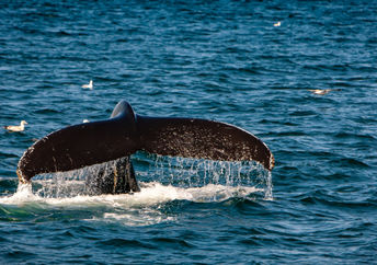 The tail of a right whale in the ocean