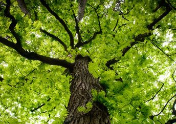 The top of an old tree.