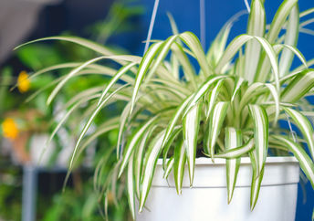 Plants need tender loving care too.