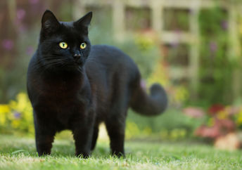 Close up of a black cat in the grass