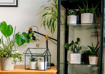 Urban jungle in a cabinet greenhouse