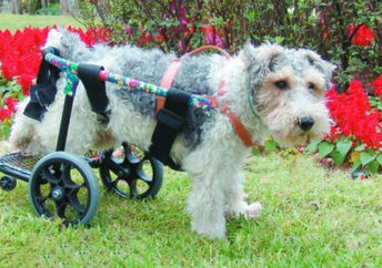This disabled dog is using a pet wheelchair