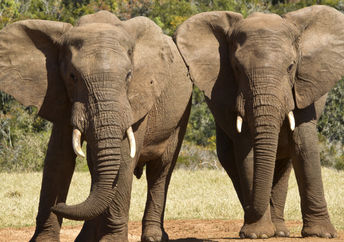 Two elephant friends.