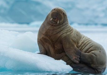 A walrus resting on the ice.