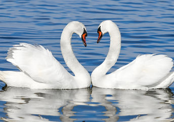 Two swans.