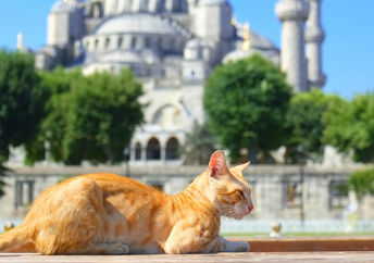 Ginger cat sleeping on a bench in front of the Blue Mosque ( Sultan Ahmet Camii ) in Istanbul, Turkey