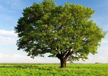 An oak  tree in a field.