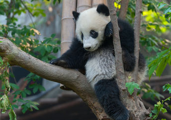 WWF helps save endangered animals like pandas.