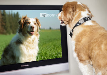 A pet dog enjoying new TV channel for dogs, DOGTV