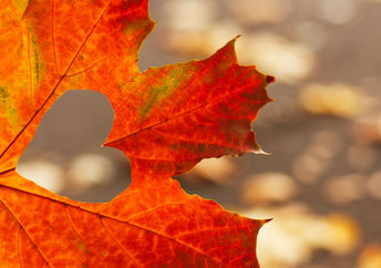 An autumnal red maple leaf with a heart cut out of it, a symbol of love and caring for Thanksgiving.