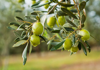 olives.