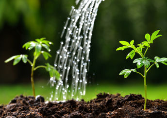 Watering spring seedlings with a healthy, organic  DIY liquid feed.