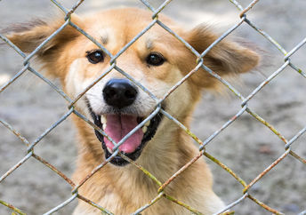This shelter dog needs a forever home.
