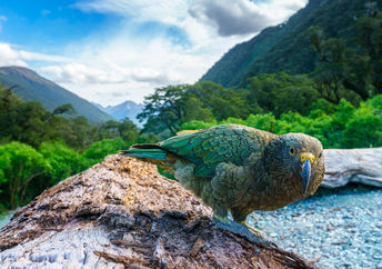 Kea mountain parrot on a tree trunk, against a stunning New Zealand backdrop