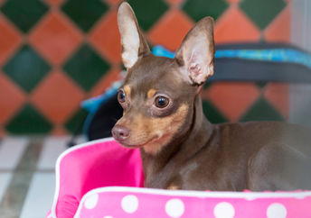 A cute miniature pinscher dog resting in its dog bed