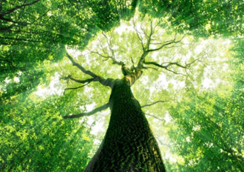 Sunlight through a tree