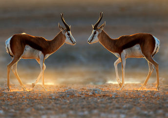 Springbok antelope seen on sunset on safari in Namibia