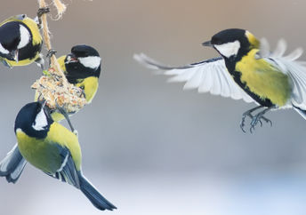 Winter birds happily feed on a homemade suet cake hanging in a garden.